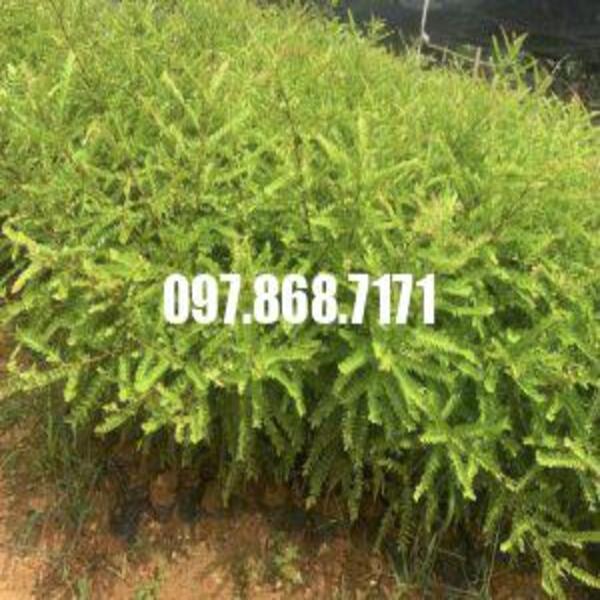 Cây bồ kết