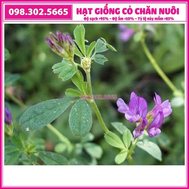 Hạt giông cỏ chăn nuôi linh lăng alfalfa - 0,5kg