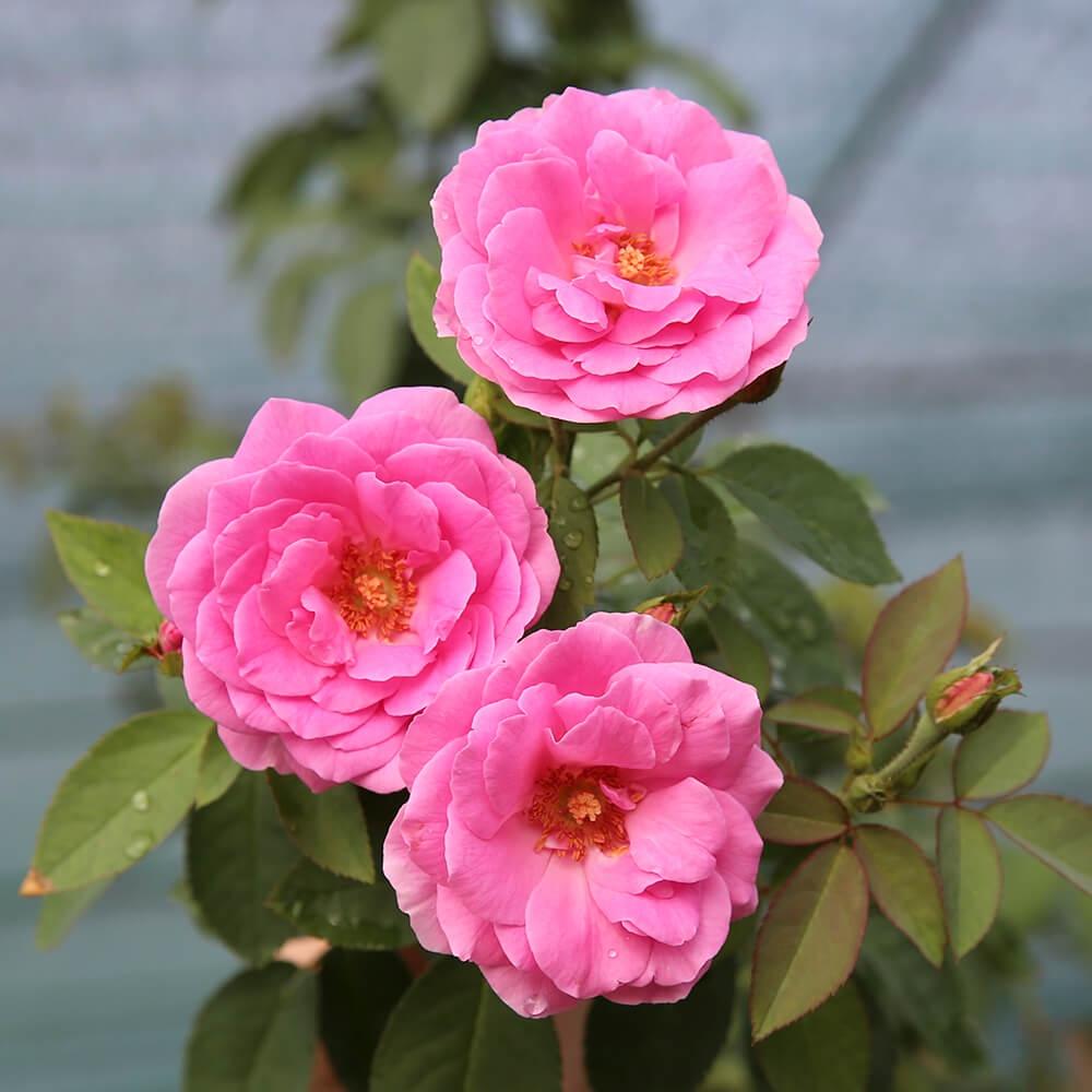 Cây hoa hồng cổ Son môi, dòng hoa cổ thơm nhất VN