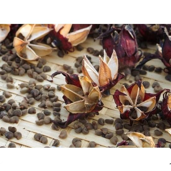 Hạt giống hoa atiso đỏ thuần chủng