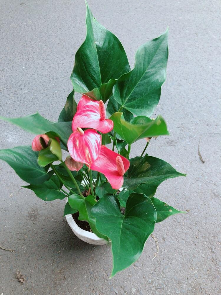 Chậu Cây Hồng Môn Size Lớn
