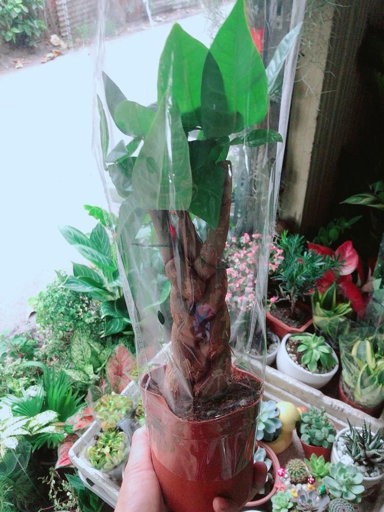 Kim Ngân Thắt Bính 3 Thân