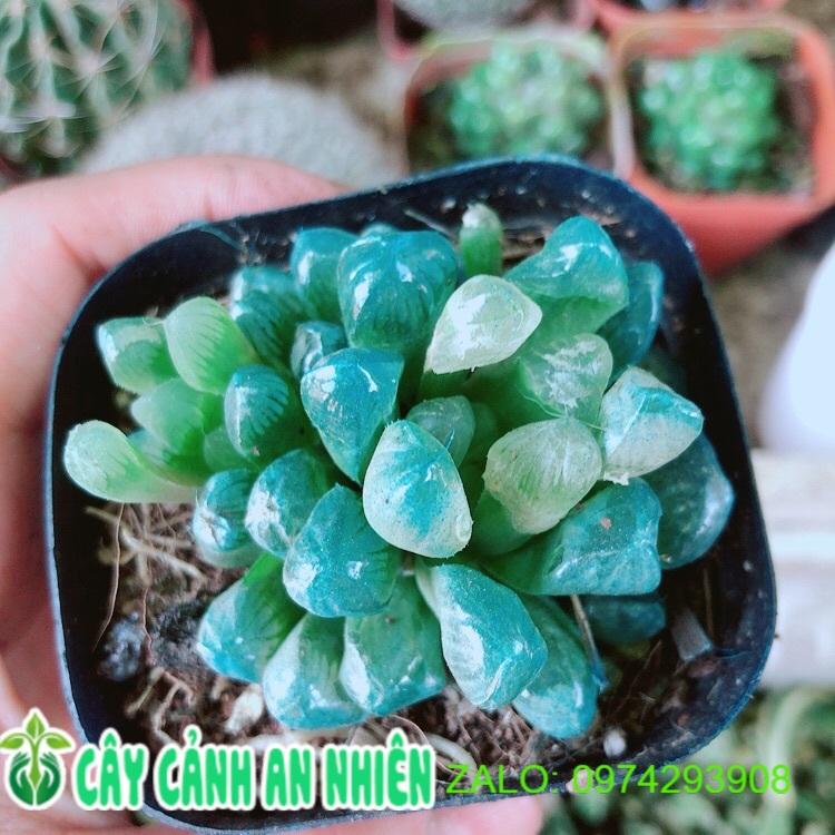 Cây Kim Cương Copi