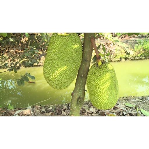 Bộ 100 Túi bọc mít, túi bao mít chống côn trùng, kích thước 50x70 cm