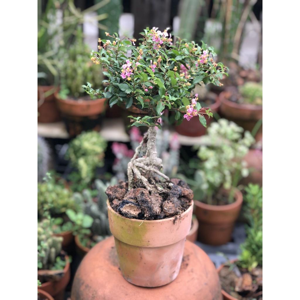 Chậu đất nung cây hồng ngọc mai dáng Bonsai