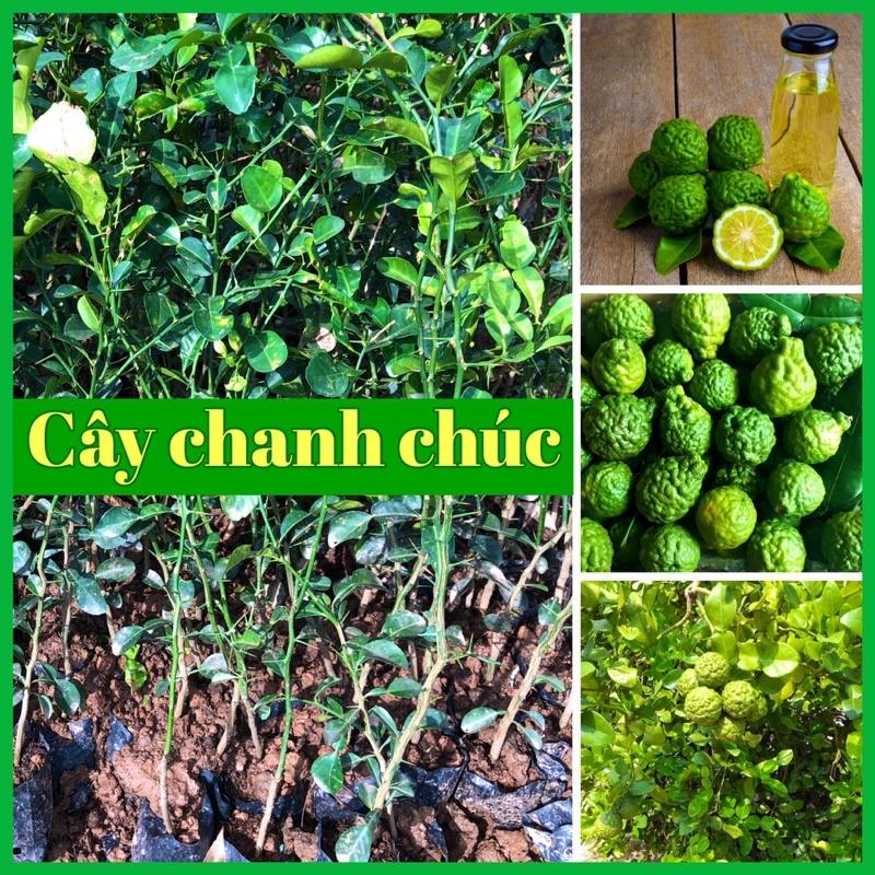 Cây chanh Chúc (chanh Thái) đặc sản An Giang