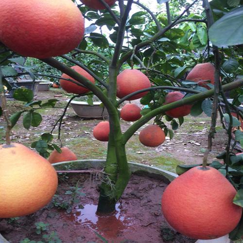 Cây bưởi đỏ, cây bưởi đỏ giống Tân Lạc, vỏ đỏ đẹp mắt