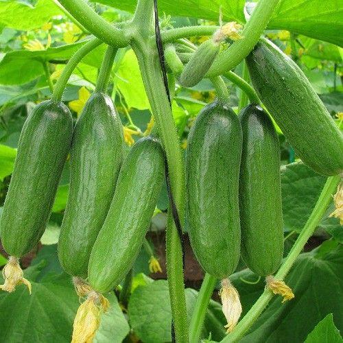 Hạt Giống Dưa Chuột Chùm Siêu Trái -
