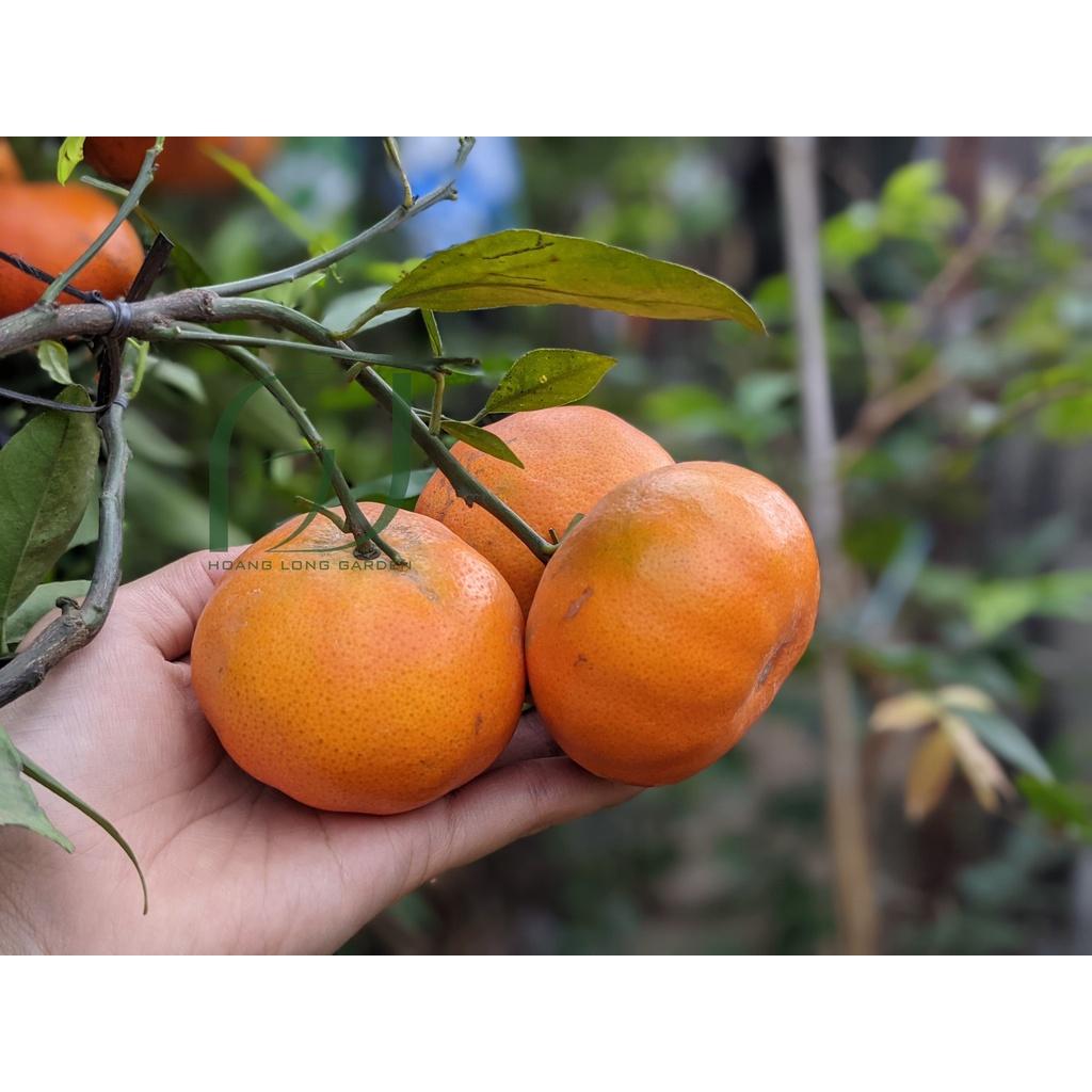 CÂY GIỐNG CAM MẬT