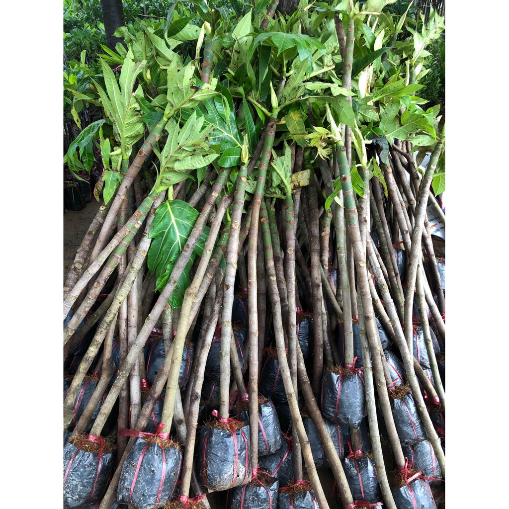 Cây giống sa kê