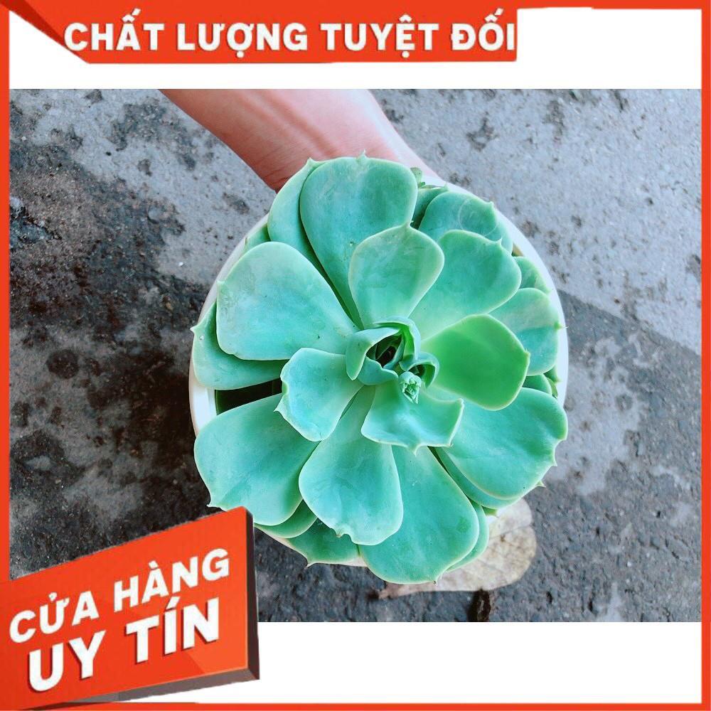 Chậu Sen Đá Xanh Đất Nhiều Người Mua