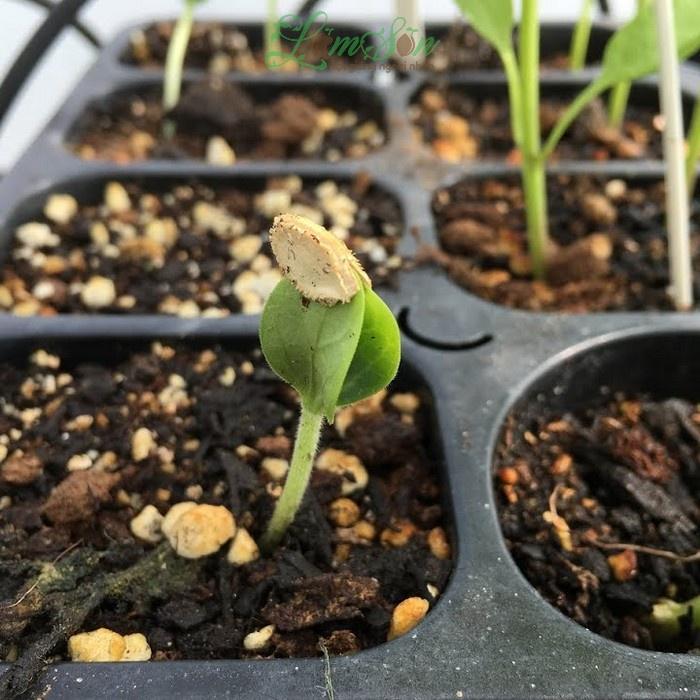 Hạt Giống Lặc Lày 2g Sai Quả, Sinh Trưởng Khỏe