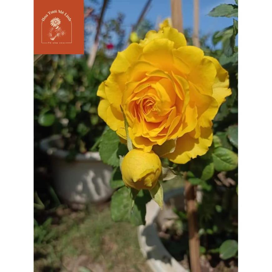 Hoa hồng ngoại Shell – Vẻ đẹp hấp dẫn trong những cánh hoa vàng rực rỡ