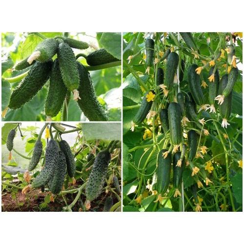 Hạt giống dưa chuột chùm Dưa Chuột Bao Tử F1, Siêu Năng Suất, Hiệu Quả Kinh Tế