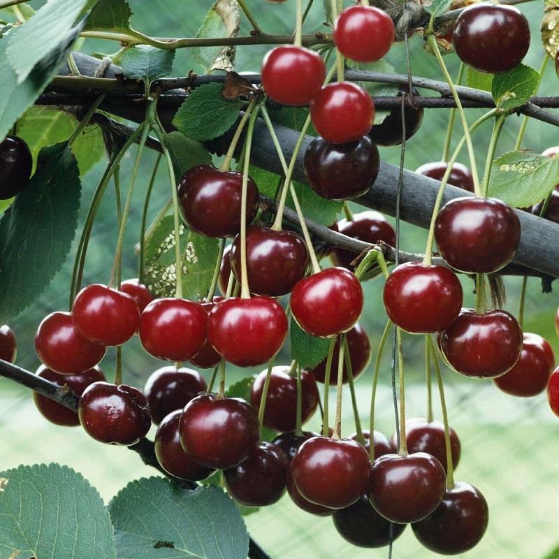 cây giống cherry anh đào mỹ ra quả quanh năm- cây giống nhập khẩu