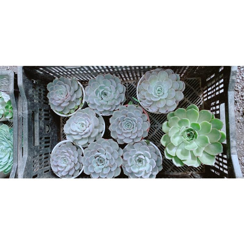 Sen Đá Size Lớn 60k/cây