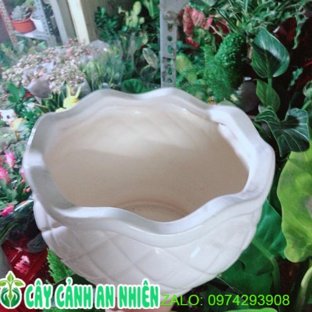 Chậu Trồng Cây Cao 13, ngang 22cm
