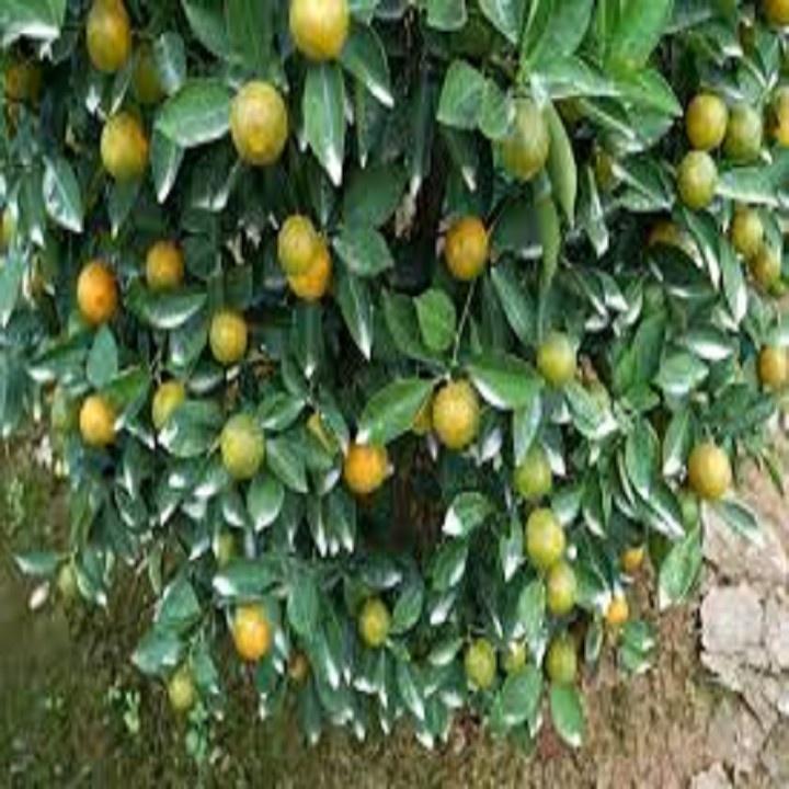 CÂY GIỐNG QUẤT CHUA THÁI QUẢ VÀNG