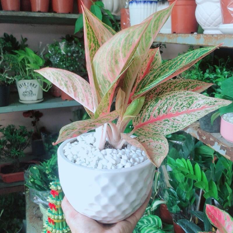 Chậu Cây Thịnh Vượng