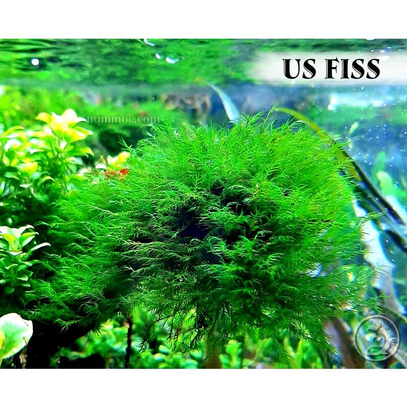 Rêu Thuỷ Sinh Đẹp - Độc - Dễ Chăm Sóc: Mini Taiwan | Weeping Sing | Stringy | US Fiss | Rose Moss | Flame Moss