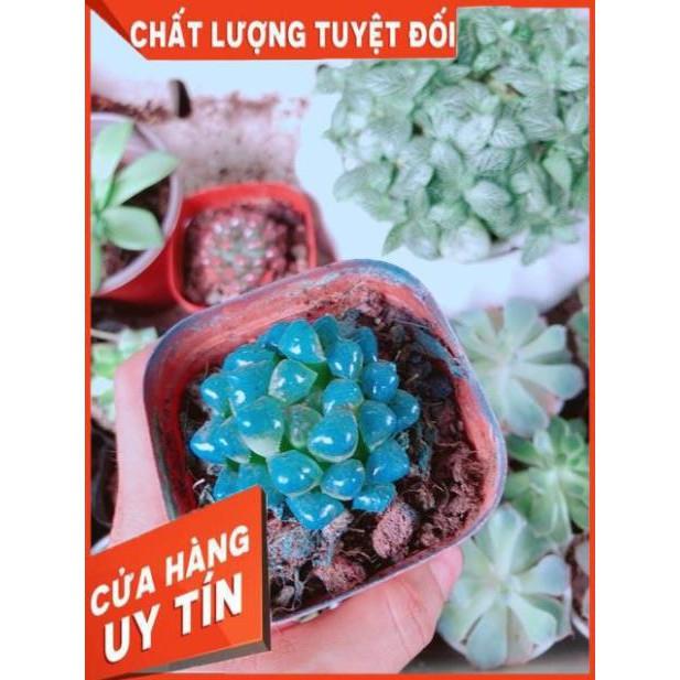 Kim Cương