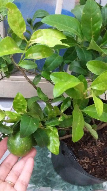 Cây giống Chanh Bông Tím