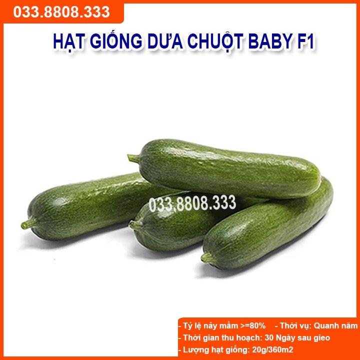 HẠT GIỐNG DƯA BABY CHÙM - Dưa Sai Quả Dễ Trồng