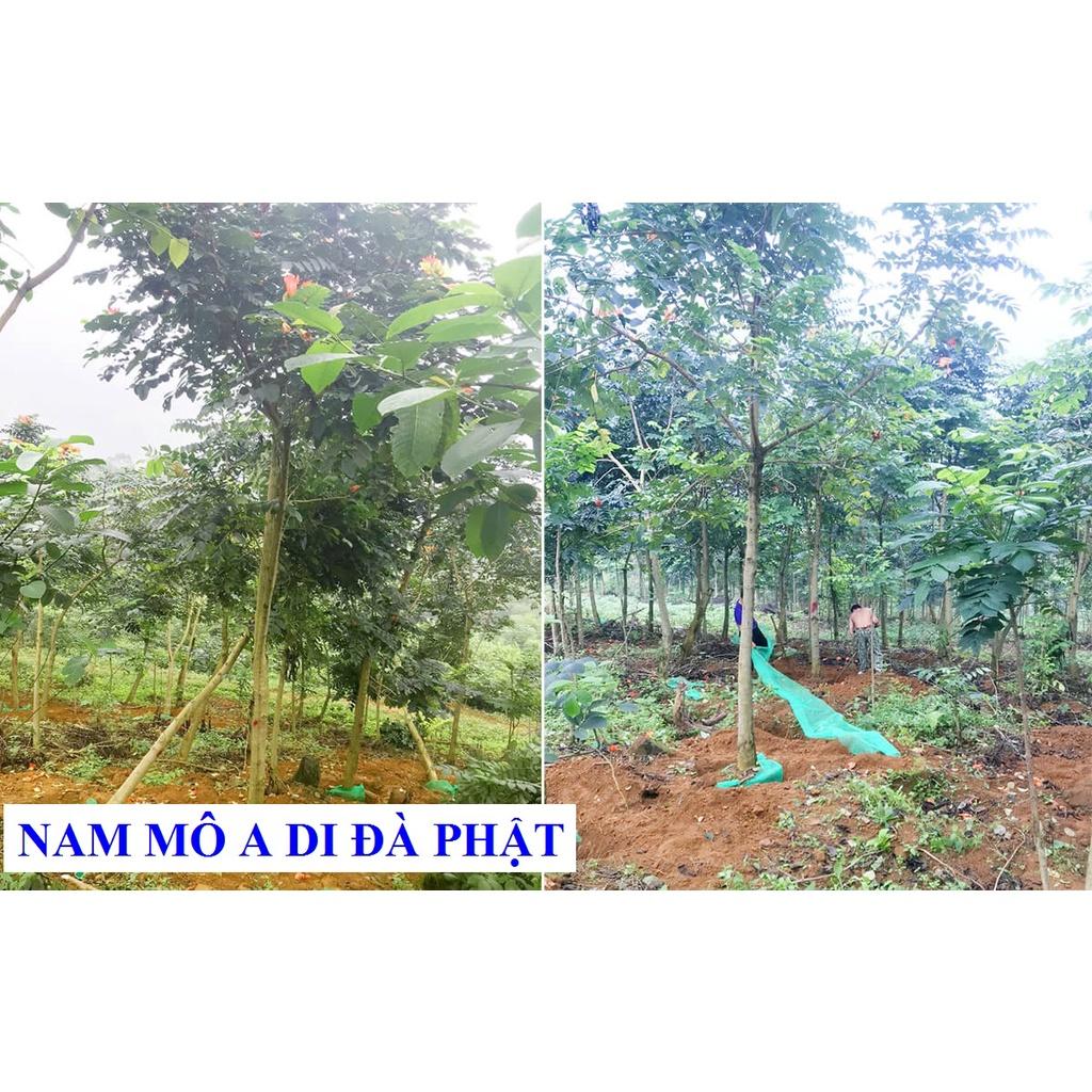 250 GRAM HẠT GIỐNG CÂY SÒ ĐO CAM  - HẠT ĐẸP TUYỂN CHỌN BAO NẢY MẦM. .(