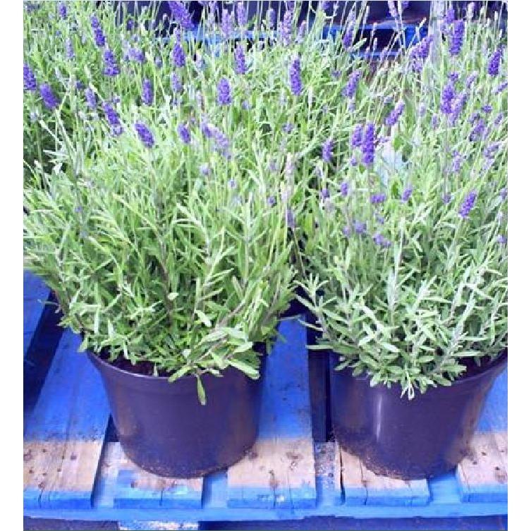 Hạt Giống Hoa Oải Hương tím ( Lavender) 100 hạt/gói