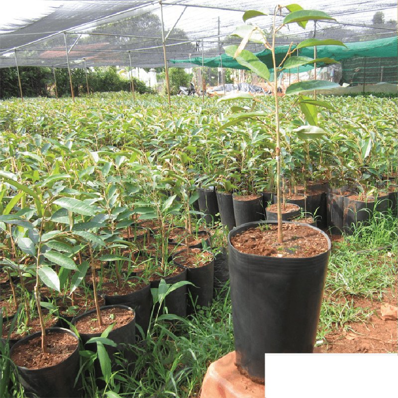 50 Cái - Chậu CSR 30x21cm nhựa PE dẻo trồng cây giống bền trên 10 năm-77126