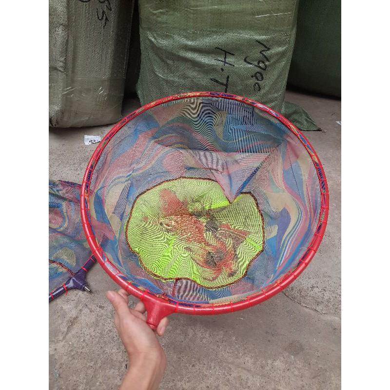 Vành vợt câu đài cá chép