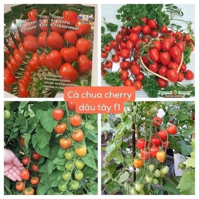 Hạt giống cà chua dâu tây