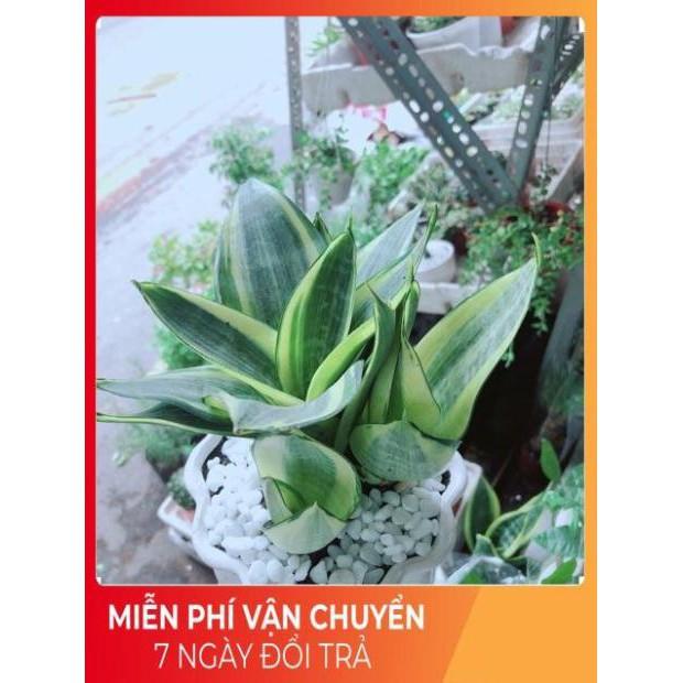 Chậu Lưỡi Hổ Thái Vàng