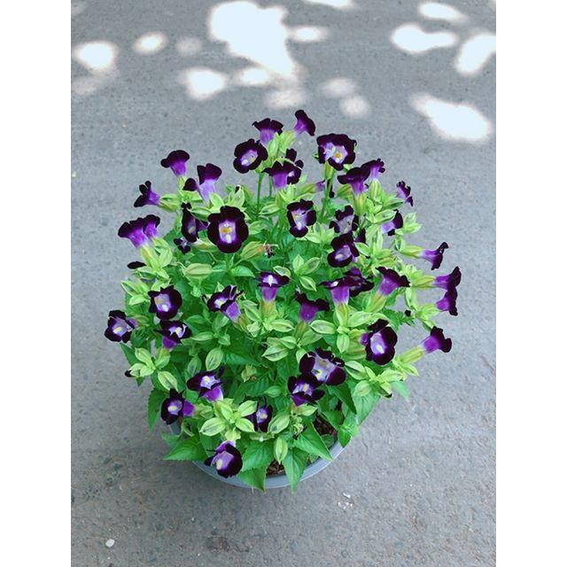 Hoa Ban Sê Tím Thủy Chung