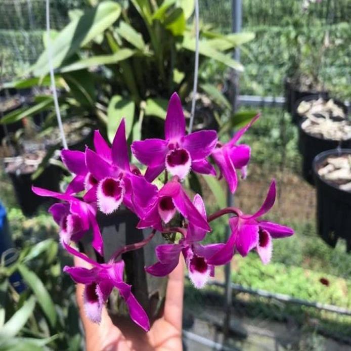 Sản Phẩm Hoa lan trầm tím thái lan
