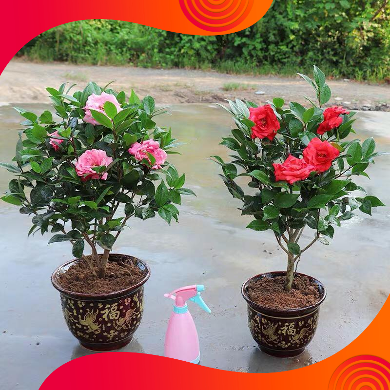 03 Gói Hạt Giống Hoa Trà Mi - Nảy Mầm Cực Chuẩn