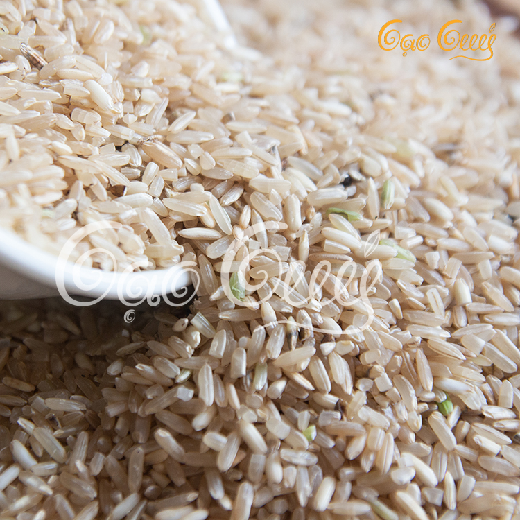 Cây giống Gạo Tía