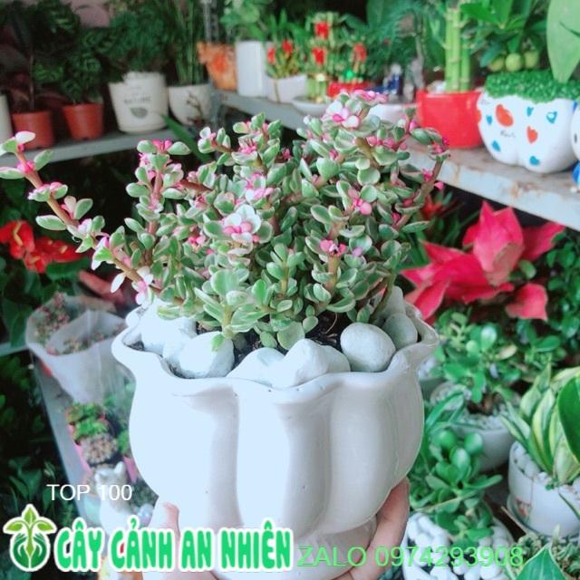 Chậu Cây Đô La Hồng