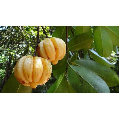 CÂY GIỐNG CÂY TAI CHUA CAO SẢN, DÒNG QUẢ SỚM, SIÊU KINH TẾ -