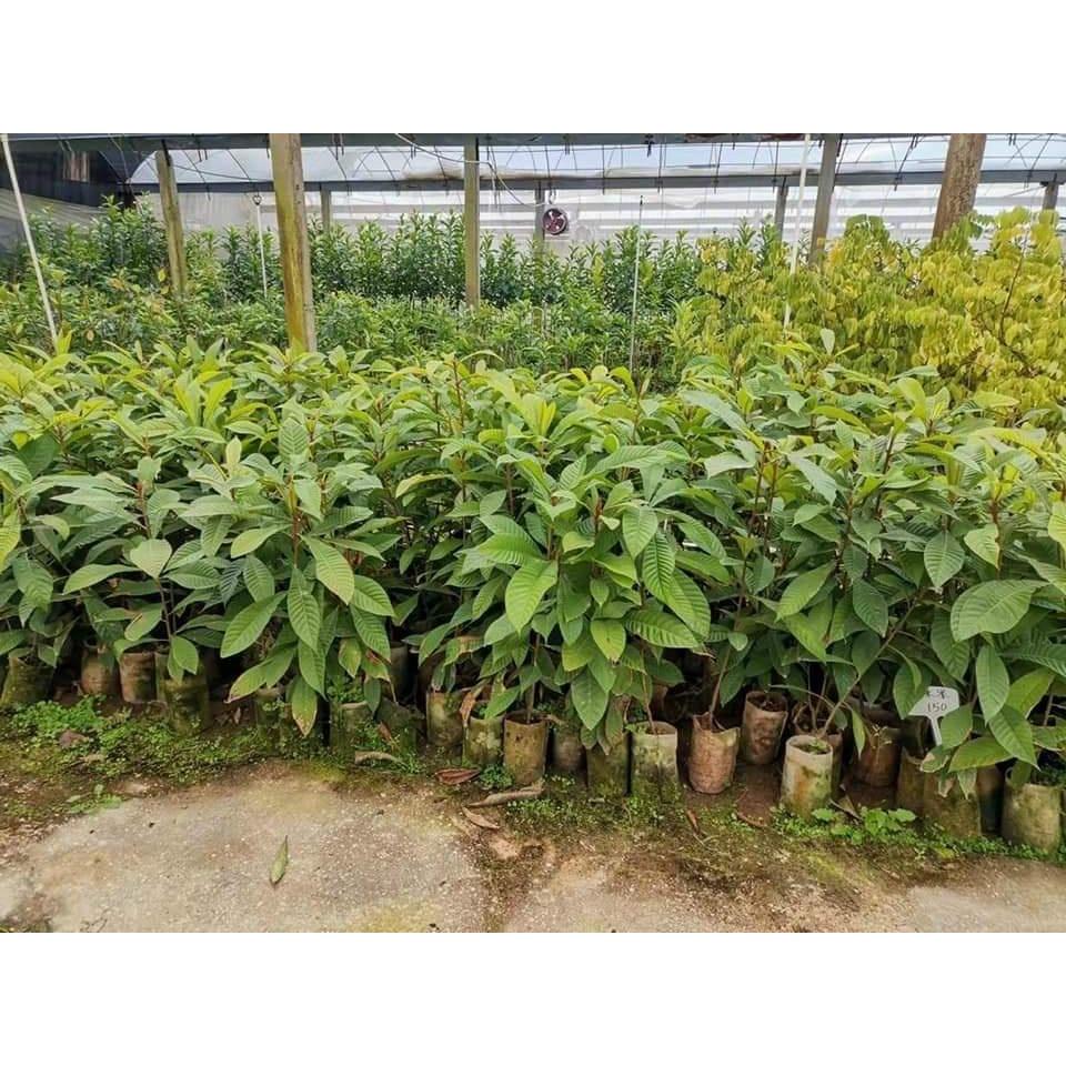 Cây giống hồng xiêm ruột đỏ khổng lồ