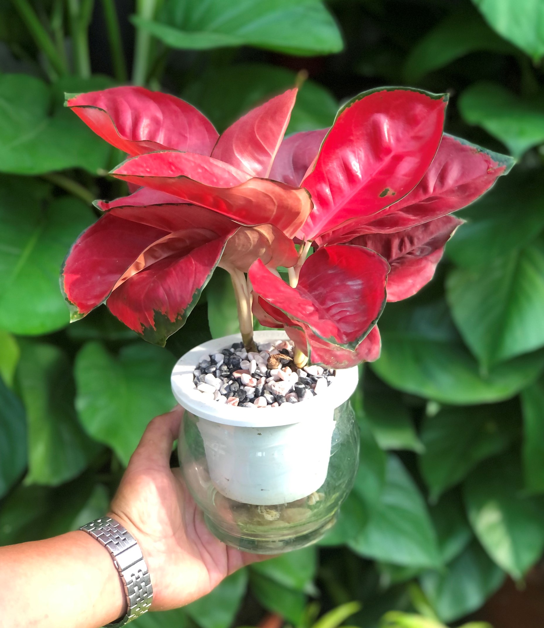Chậu thủy tinh cây Hồng Phát Lộc thủy canh trang trí nhà cửa