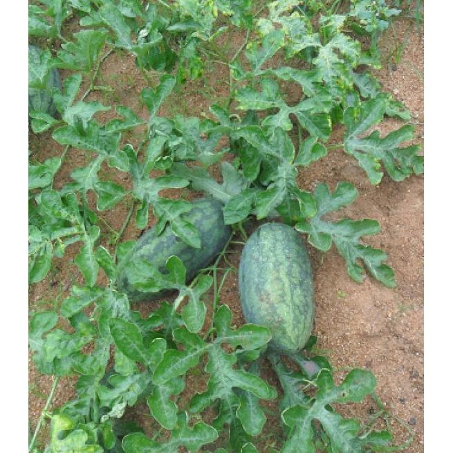 Hạt giống dưa hấu quả dài ruột đỏ-gói 10 hạt-tặng kèm gói phân bón lót