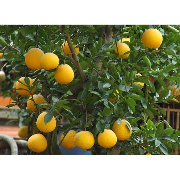 Cây giống bưởi diễn