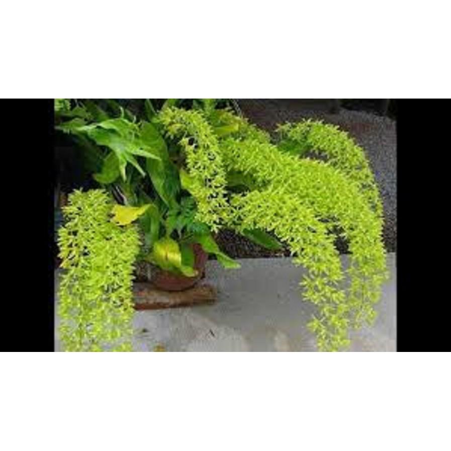 CÂY GIỐNG VŨ NỮ HOÀNG HẬU, SIÊU ĐẸP - CGLVNHH