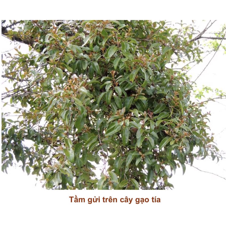 Cây giống Gạo Tía