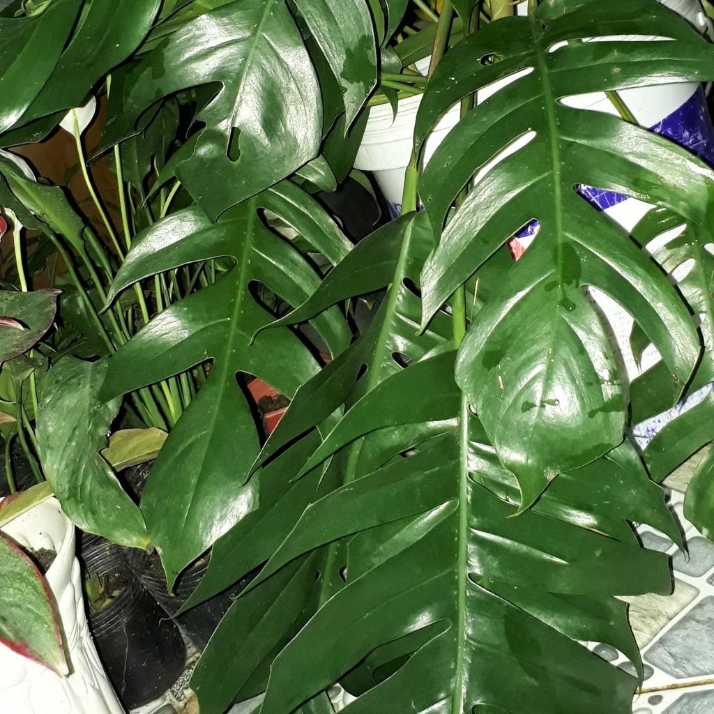 TRẦU BÀ LÁ XẺ (TRẦU BÀ NAM MỸ ,MONSTERA) Cao 60CM 981