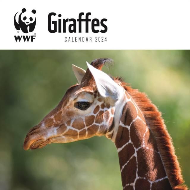 Sách - WWF Giraffes Square Wall Calendar 2024 by  (UK edition, paperback)