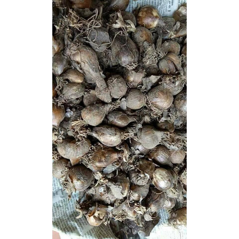 Củ giống hoa bỉ ngạnhoa vàng 1 củ - tặng kèm viên nén ươm củ