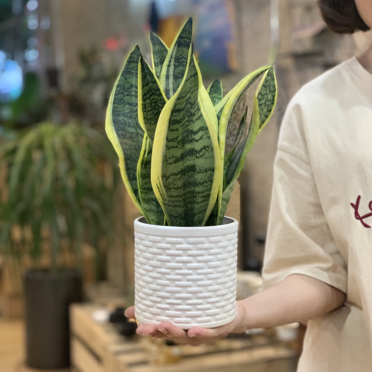 Cây Lưỡi Hổ Ta để bàn