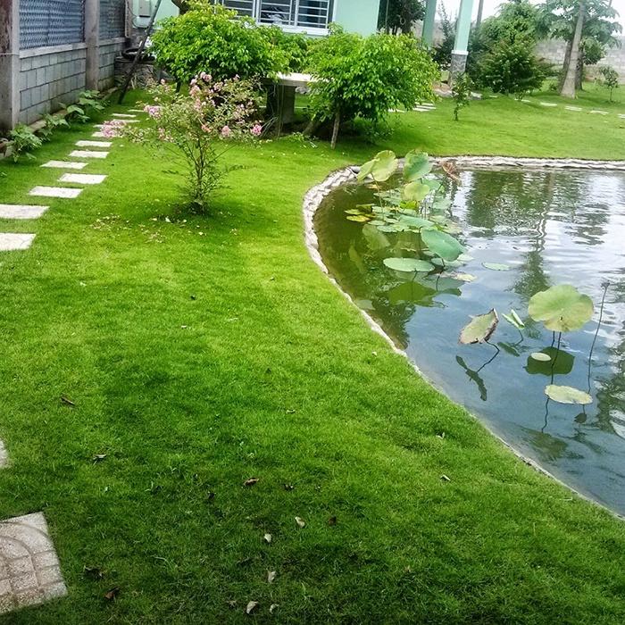 Hạt Giống Cỏ Nhung Nhật - Cỏ Sân Vườn KNS3465 - Gói 100 hạt